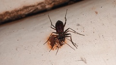 Cicindelinae