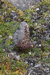 Pedicularis alopecuroides