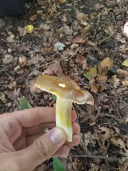 Tricholoma sejunctum