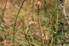 Hesperantha