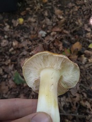 Tricholoma sejunctum