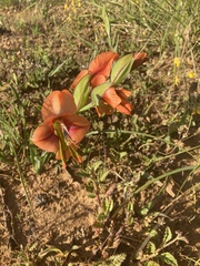Gladiolus alatus