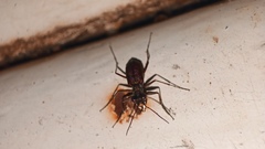 Cicindelinae