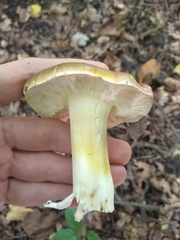 Tricholoma sejunctum