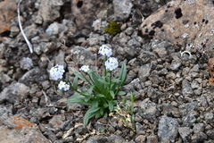 Myosotis asiatica