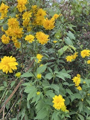 Coreopsis grandiflora