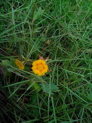 Biophytum sensitivum