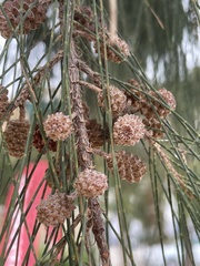 Casuarina