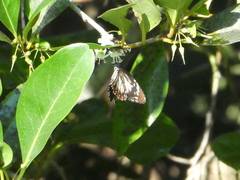 Danaus affinis