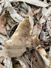 Agrocybe putaminum