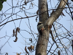 Dendrocopos leucotos