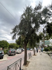 Casuarina