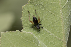 Trigonidium cicindeloides