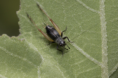 Trigonidium cicindeloides