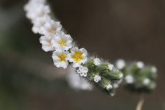 Heliotropium hirsutissimum