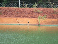 Irediparra gallinacea