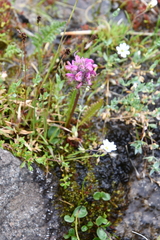 Pedicularis sudetica interioroides
