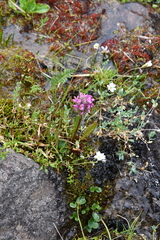 Pedicularis sudetica interioroides