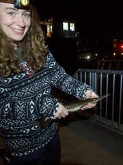 Lepisosteus platyrhincus