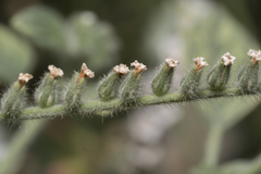 Heliotropium hirsutissimum