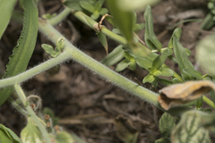 Heliotropium hirsutissimum