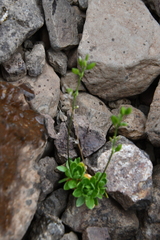 Draba oblongata