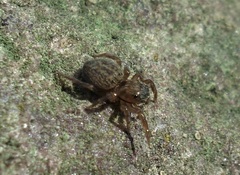 Euophrys frontalis