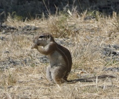 Geosciurus inauris