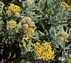 Helichrysum revolutum