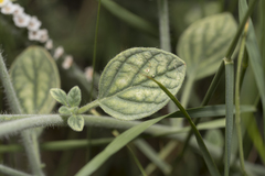 Heliotropium hirsutissimum