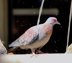 Columba guinea