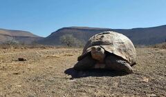Stigmochelys pardalis
