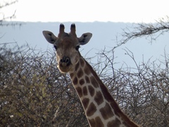 Giraffa camelopardalis