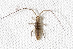 Paronellidae