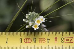 Heliotropium hirsutissimum