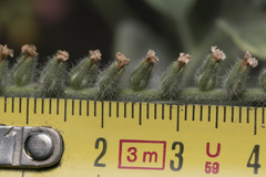 Heliotropium hirsutissimum