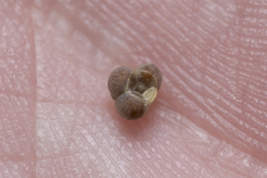 Heliotropium hirsutissimum