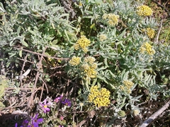 Helichrysum revolutum