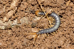 Cormocephalus westwoodi