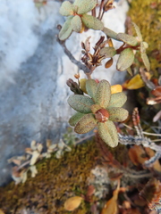 Rhododendron lapponicum