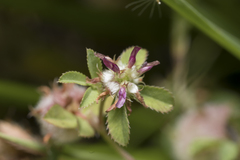Trifolium tomentosum