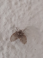 Clogmia