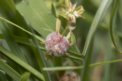 Trifolium tomentosum