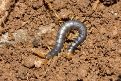Cormocephalus westwoodi