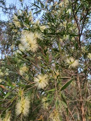 Melaleuca salicina