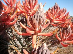 Aloe longistyla