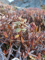 Rhododendron lapponicum