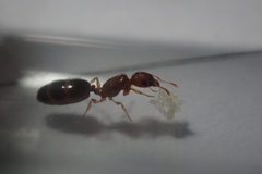 Pheidole parva