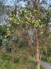 Melaleuca salicina