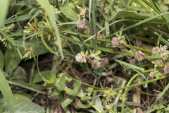 Trifolium tomentosum